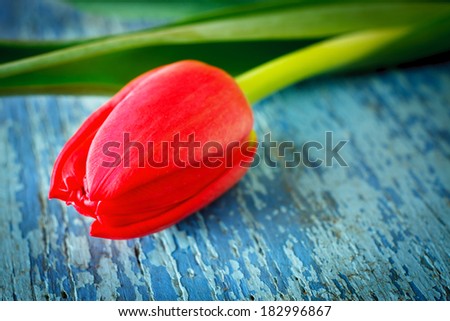Red tulip on old wooden painted background. Thin depth of field