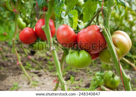 Ripe tomatoes in a small backyard greenhouse