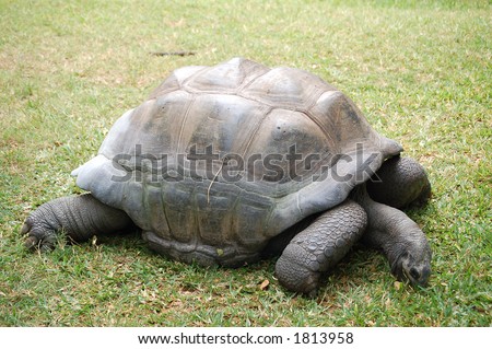 Giant land turtle, Mombasa, Kenya