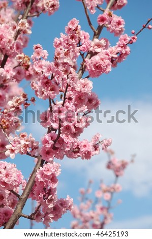 stock photo Close Up Of Cherry Blossom Flowers On A Cherry Tree