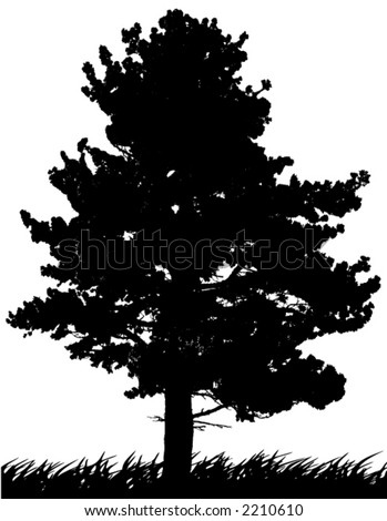 tree silhouette pictures. Pine Tree Silhouette