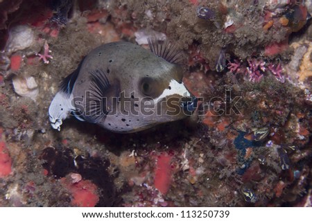 Black Spotted or Dog Faced Puffer fish (Arothron nigropunctatus)