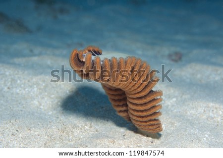 Soft coral, sea pens (Pteropdes sp.)