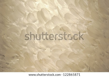 Feather Wall Background.