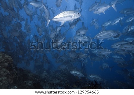 Magnificent Jack Fish in Blue Ocean (Caranx sexfasciatus)