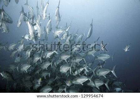 Magnificent Jack Fish in Blue Ocean (Caranx sexfasciatus)