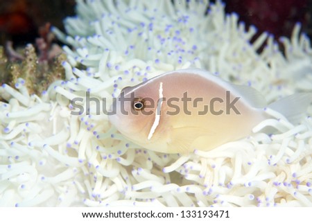 Pink anemone fish and White anemone