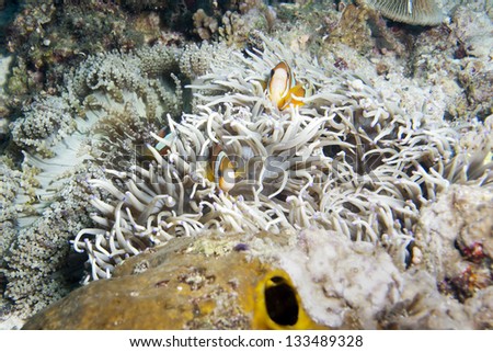 Clown fishes in anemone/clown fish/marine life
