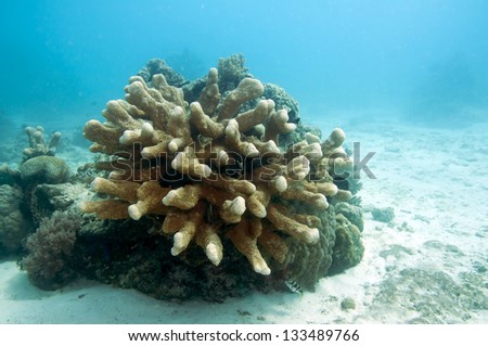 Acropora Coral, Hard coral on white sand underwater.