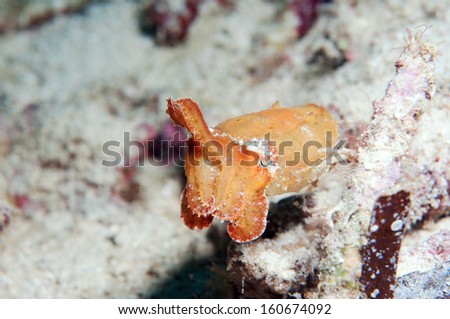Angry baby cuttlefish.