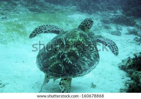 Sea Turtle swimming under the sea.
