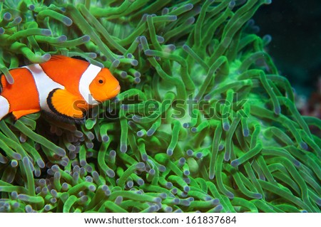 Anemone and anemone fish