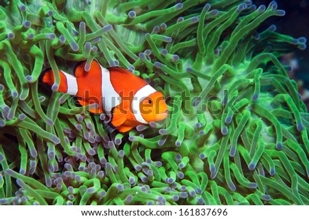 Anemone And Anemone Fish