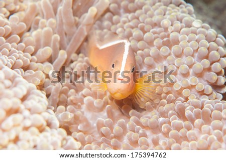 Pink anemone fish and  anemone