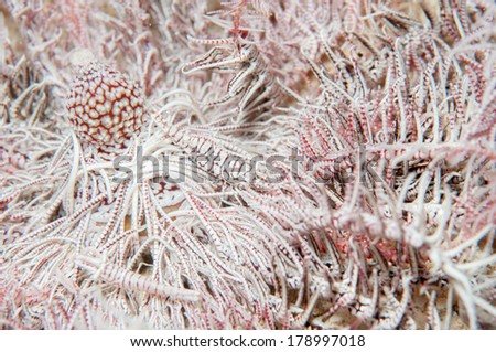 Feather star (Crinoid) _Sea lily and co-living Crab (Periclimenes sp.)