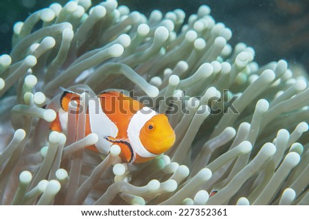 Anemone and anemone fish