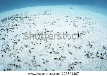 Beautiful underwater white sand bottom with sea grass, Palawan.
