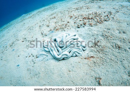 Beautiful underwater white sand bottom, Palawan.