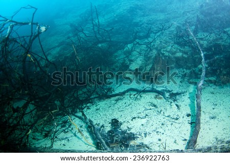 Dead tree branches under the hot spring Lake,Barracuda Lake , Coron, Philippines