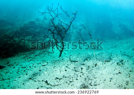A dead tree under the hot spring Lake, Barracuda Lake, Coron, Philippines
