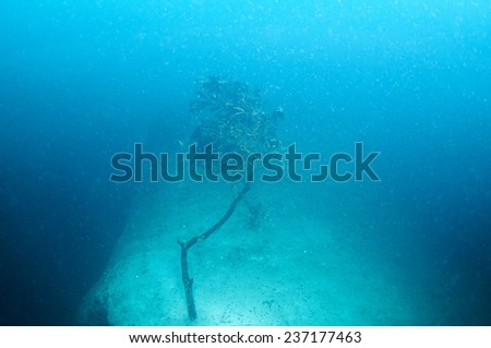 Dead tree branches under the hot spring Lake,Barracuda Lake , Coron, Philippines
