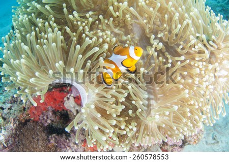Anemone and anemone fish Coron , Palawan,  Philippines.