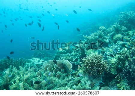 Abstract underwater scene sun rays in deep blue sea, Coron , Palawan,  Philippines.