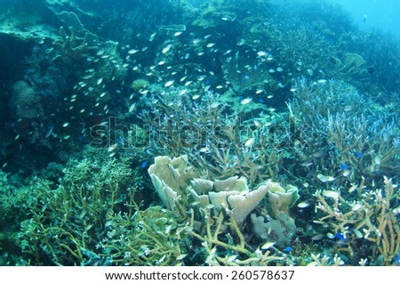 Abstract underwater scene sun rays in deep blue sea, Coron , Palawan,  Philippines.