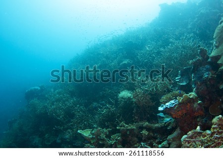 Abstract underwater scene, Coron , Palawan, Philippines.