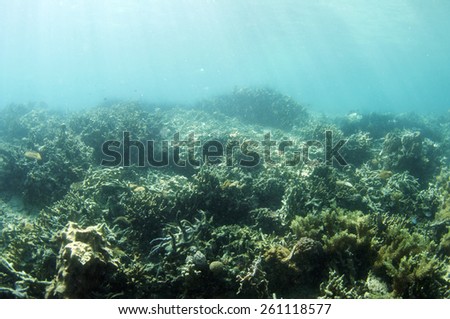 Abstract underwater scene, Coron , Palawan, Philippines.