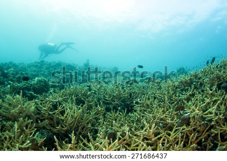 Abstract underwater scene, hard coral reef bottom.
