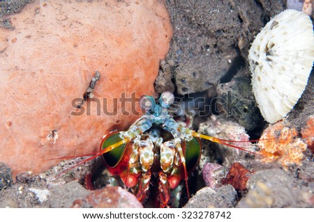 Peacock mantis shrimp, Tulamben, Bali, Indonesia.
