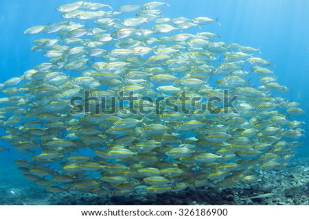 School of yellow striped fish in ocean, Tulamben, Bali, Indonesia.