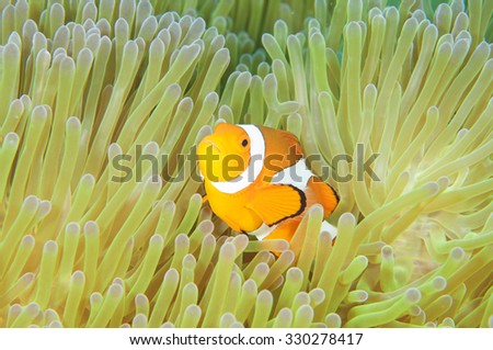 Anemone and anemone fish, Tulamben, Bali, Indonesia.