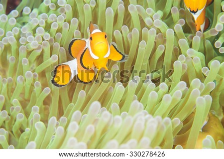 Anemone and anemone fish, Tulamben, Bali, Indonesia.