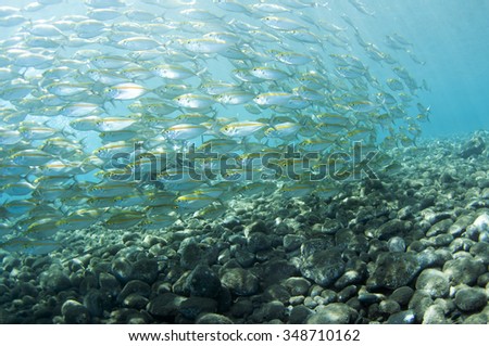 School of fish in ocean, Tulamben, Bali, Indonesia.