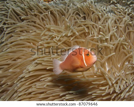 anemone fish with anemone