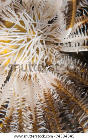 Feather star (Crinoid) _Sea lily  and co-living Shrimp (Periclimenes sp.)