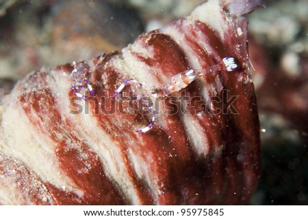 Symbiotic shrimp living in sea anemone.