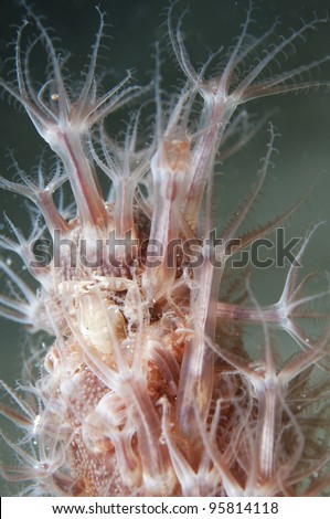coral spider