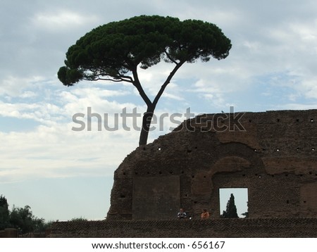 A picture of a tree on the in the midsts of the roman ruins.
