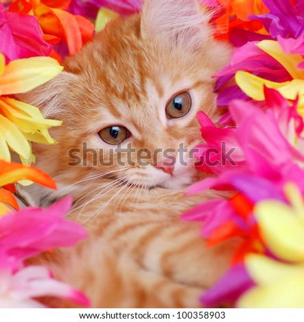 Red tabby kitten laying in flowers