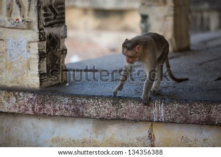 Monkey in the indian temple
