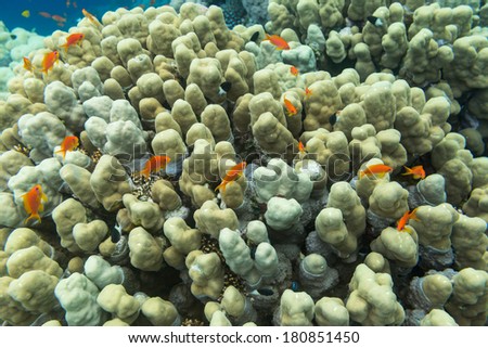 Red tropical fish on a background of a coral reef of the Red Sea