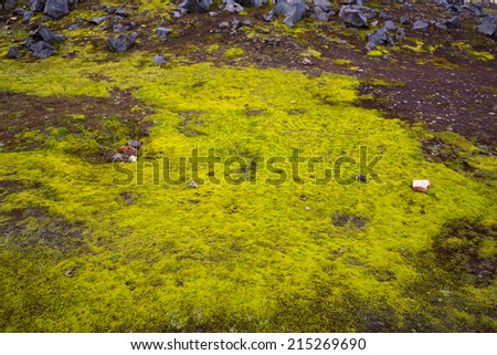 Texture of moss in the mountains of Iceland