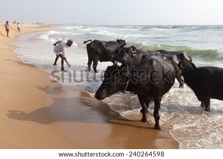 CHENNAI, INDIA-FEBRUARY 10: Bathing of a cows on February 10, 2013 in Chennai, India. Cows swimming in the Indian Ocean.