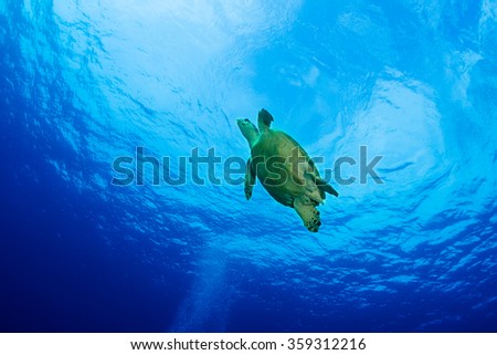 Turtle on the reef of the Red Sea
