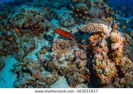 Coral grouper on the reef of the Red Sea