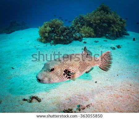 Spotfin Burrfish on the reef of the Red Sea