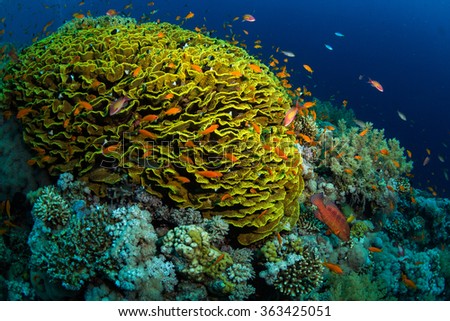 on the reef of the Red Sea
